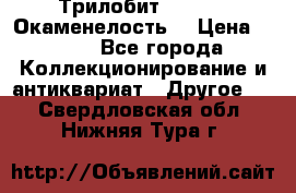 Трилобит Asaphus. Окаменелость. › Цена ­ 300 - Все города Коллекционирование и антиквариат » Другое   . Свердловская обл.,Нижняя Тура г.